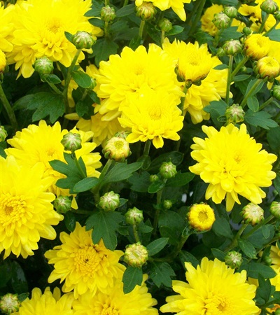 Belgian Mums® Padre Yellow